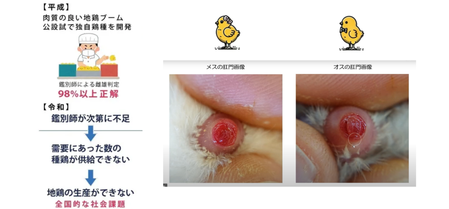 肛門鑑別ではオスにある小さな生殖突起により判定をおこないます